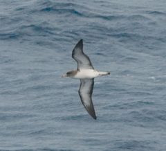 Cory's Shearwater